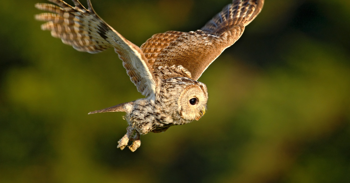 Dans La Famille Biodiversite Ordinaire Protegeons La Chouette Hulotte