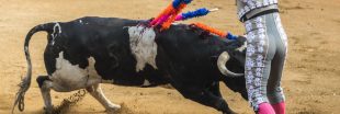 Corrida : à Nîmes, toujours pas de justice pour les taureaux !