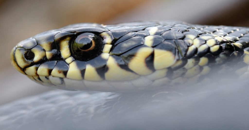 Dans la famille biodiversité ordinaire, protégeons la couleuvre verte et jaune