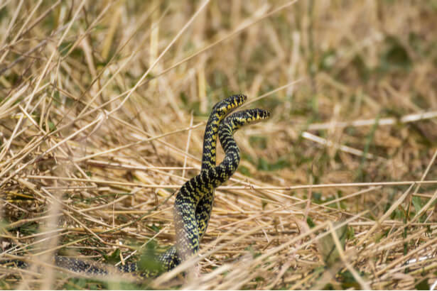 couleuvre verte et jaune