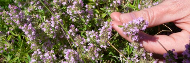 cueillette plantes sauvages pillage