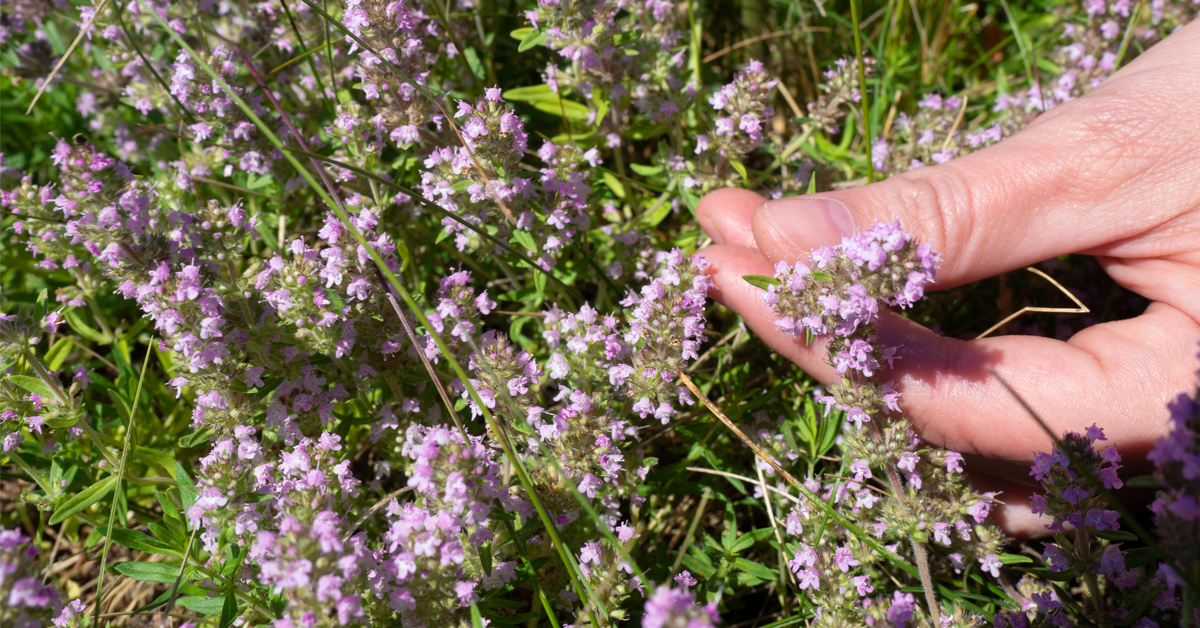 La cueillette de plantes sauvages tourne au pillage : à quand une réglementation ?
