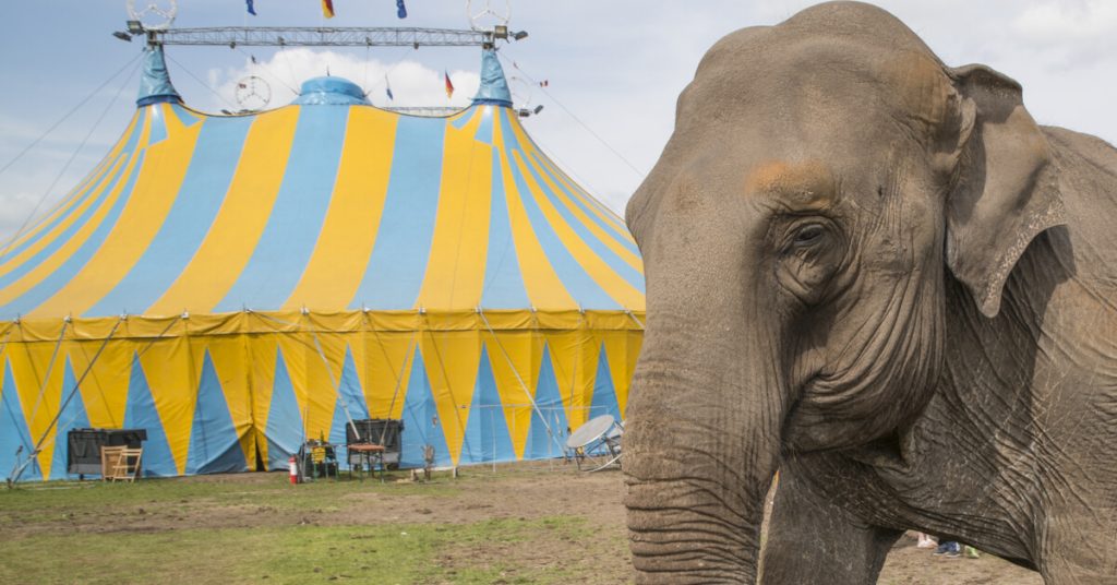 Après une vie de cirque, quelle retraite pour les animaux sauvages