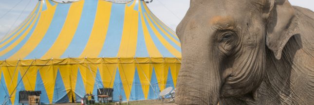 cirque-retraite-animaux-sauvage