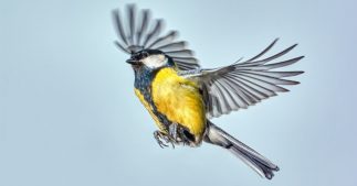 Mésanges, abeilles... des espèces sentinelles qui deviennent de plus en plus hi-tech Mésanges, abeilles... des espèces sentinelles qui deviennent de plus en plus hi-tech