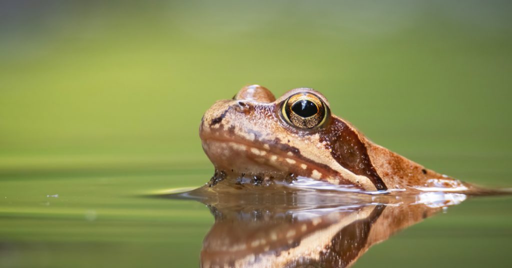 Dans la famille biodiversité ordinaire, protégeons la grenouille rousse