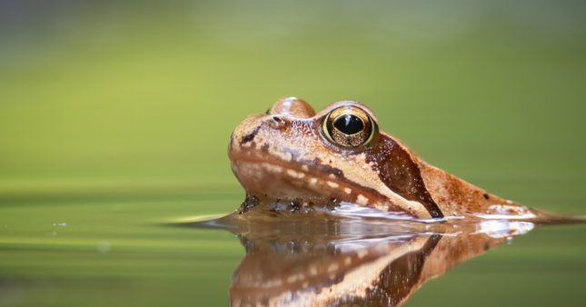 Dans la famille biodiversité ordinaire, protégeons la grenouille rousse Dans la famille biodiversité ordinaire, protégeons la grenouille rousse