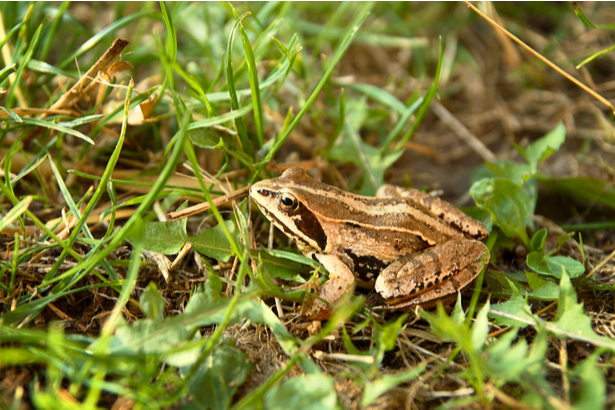 grenouille rousse