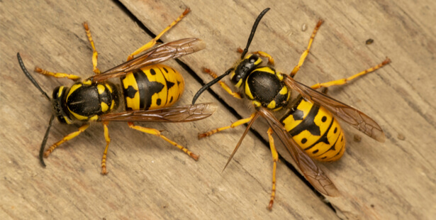 guêpe abeille