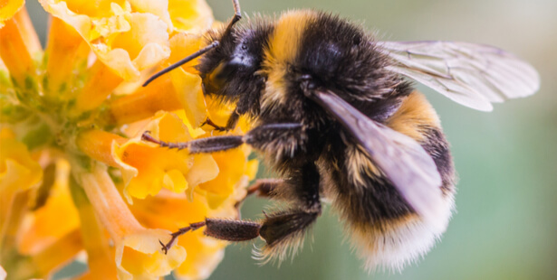 guêpe abeille