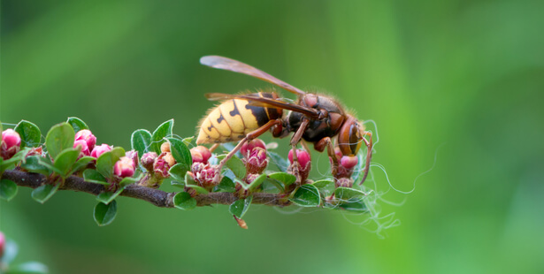 guêpe abeille