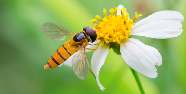 guêpe abeille