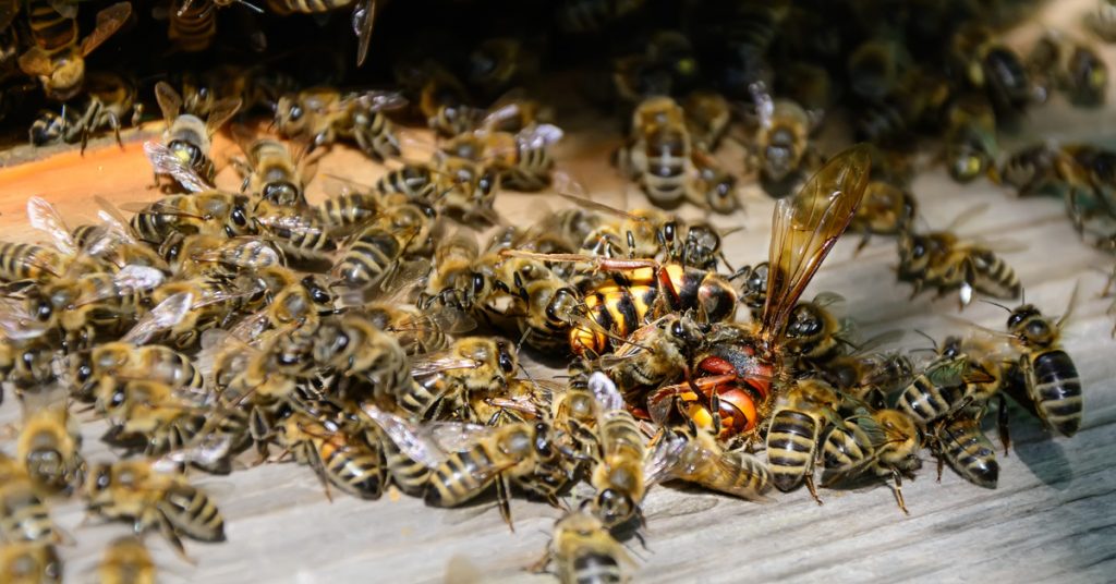 Guêpe, abeille et autres bestioles volantes : comment les reconnaître ?