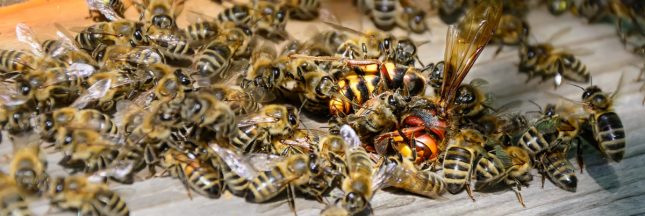 guêpe abeille