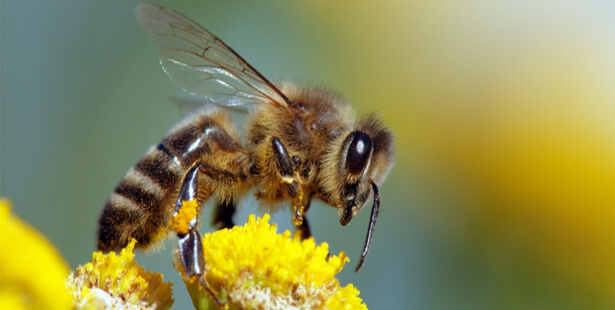 guêpe abeille