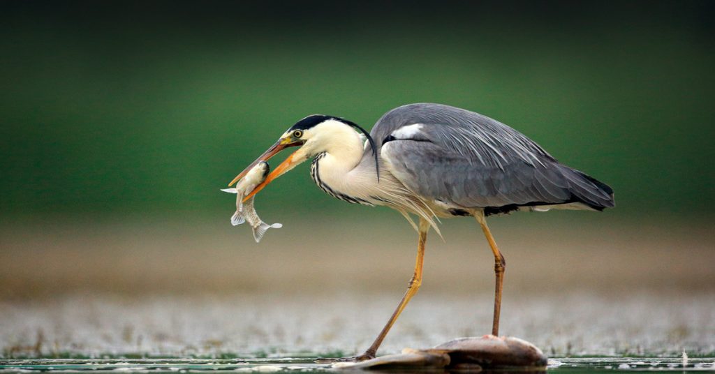 Dans la famille biodiversité ordinaire, protégeons le héron cendré