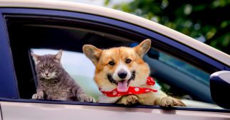 Vacances : partir avec ses animaux, combien ça coûte ? Vacances : partir avec ses animaux, combien ça coûte ?