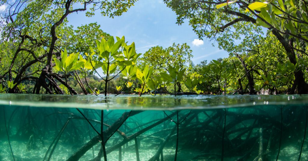 Quand la nature lutte contre le réchauffement climatique