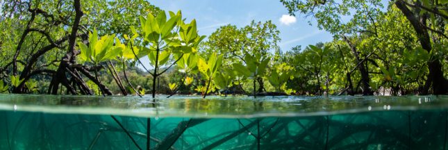 lutte contre le réchauffement climatique