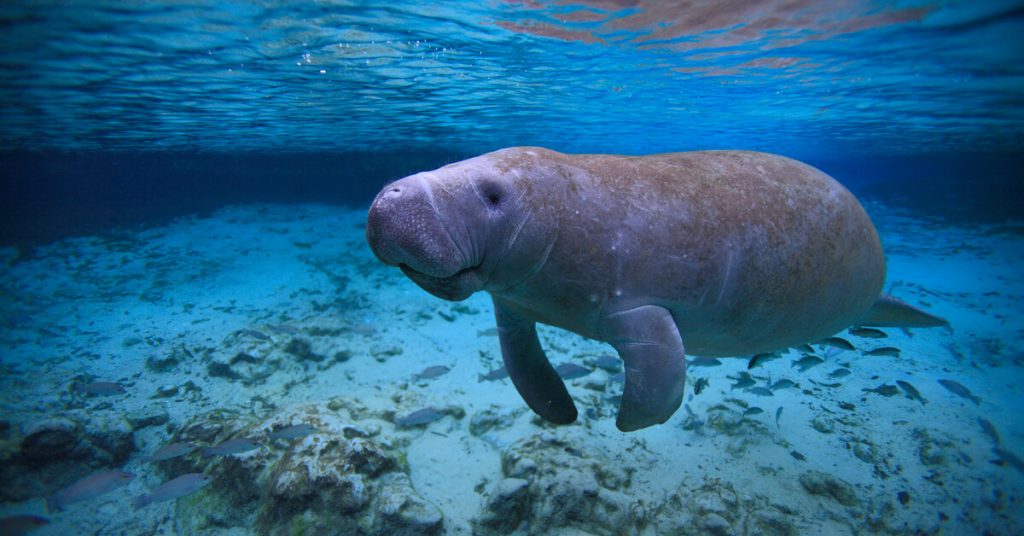 Record de décès de lamantins en Floride, morts de faim…