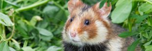 Et si vos prochains filleuls étaient d'adorables hamsters d'Alsace ?