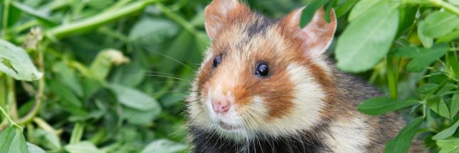 parrainer grand hamster d'Alsace
