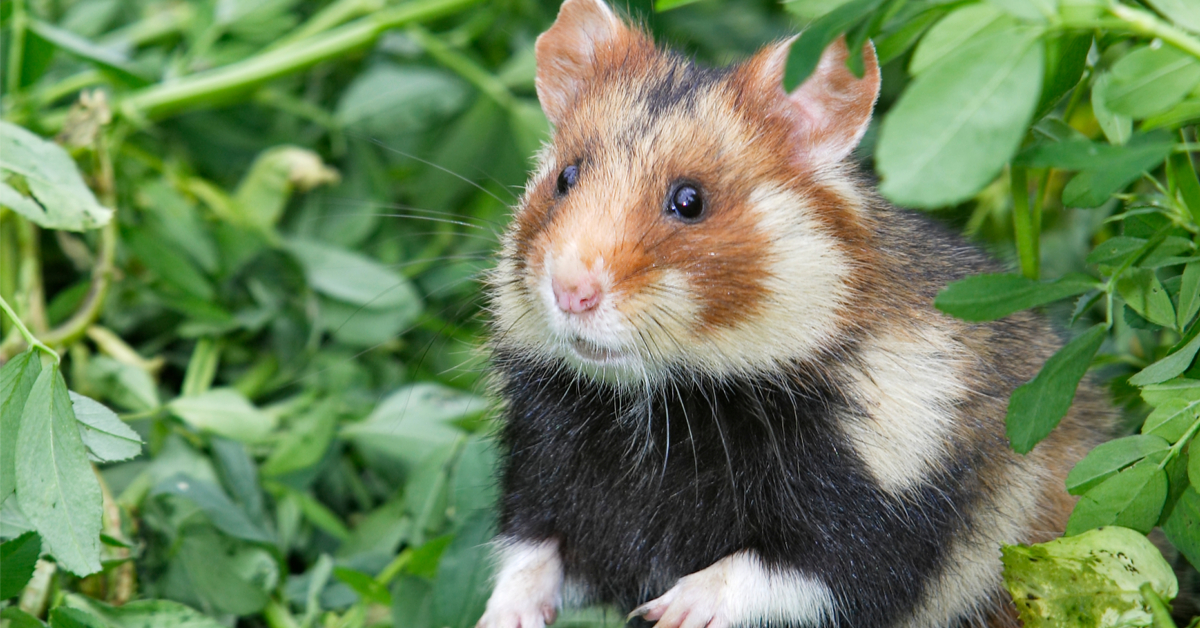 Et si vos prochains filleuls étaient d'adorables hamsters d'Alsace ?