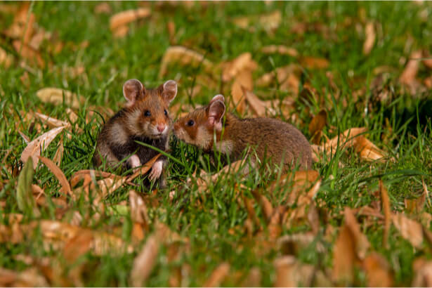 parrainer grand hamster d'Alsace