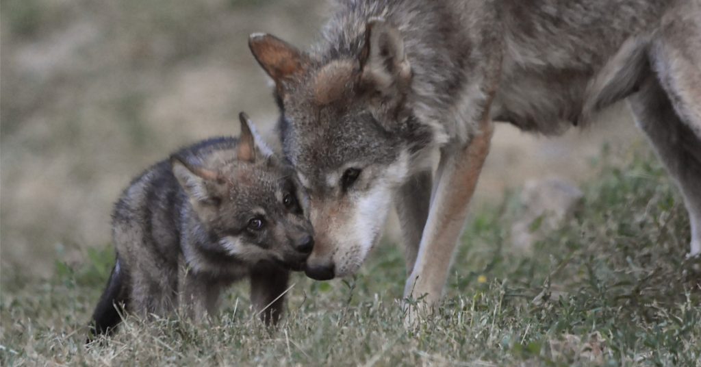 Braconnage et tirs dérogatoires finiront par avoir la peau du loup en France