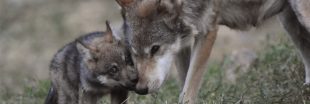 Braconnage et tirs dérogatoires finiront par avoir la peau du loup en France