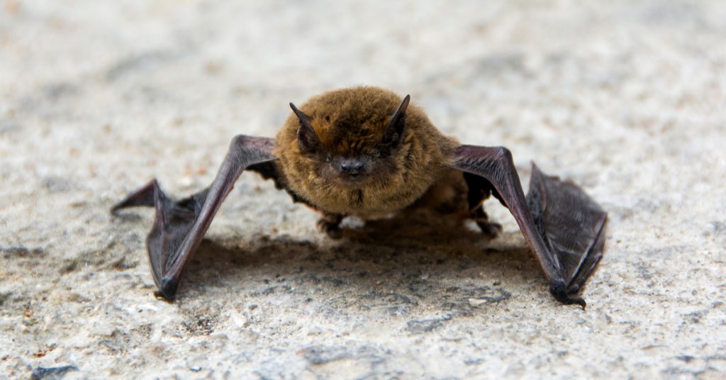 Dans la famille biodiversité ordinaire, protégeons la pipistrelle !