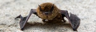 Dans la famille biodiversité ordinaire, protégeons la pipistrelle ! Dans la famille biodiversité ordinaire, protégeons la pipistrelle !