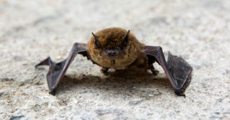 Dans la famille biodiversité ordinaire, protégeons la pipistrelle ! Dans la famille biodiversité ordinaire, protégeons la pipistrelle !