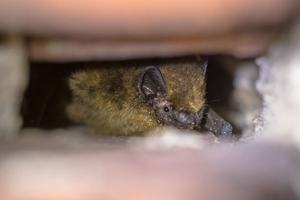 pipistrelle