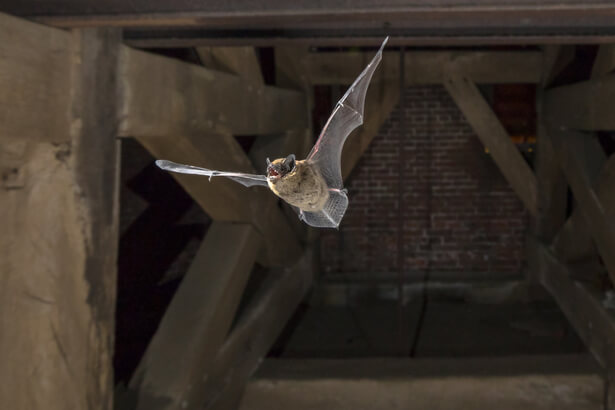 pipistrelle