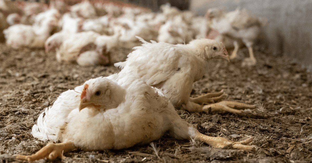 Vidéo choc L214 : la génétique au service de la cruauté animale chez LDC