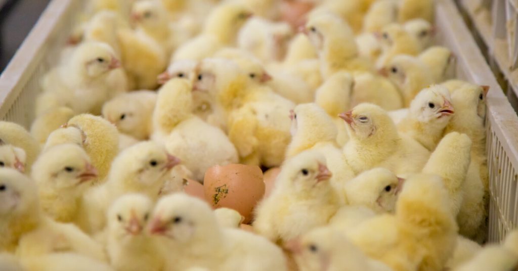 Gazage et broyage des poussins enfin interdits en France en 2022