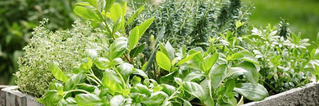 récolte plante aromatique