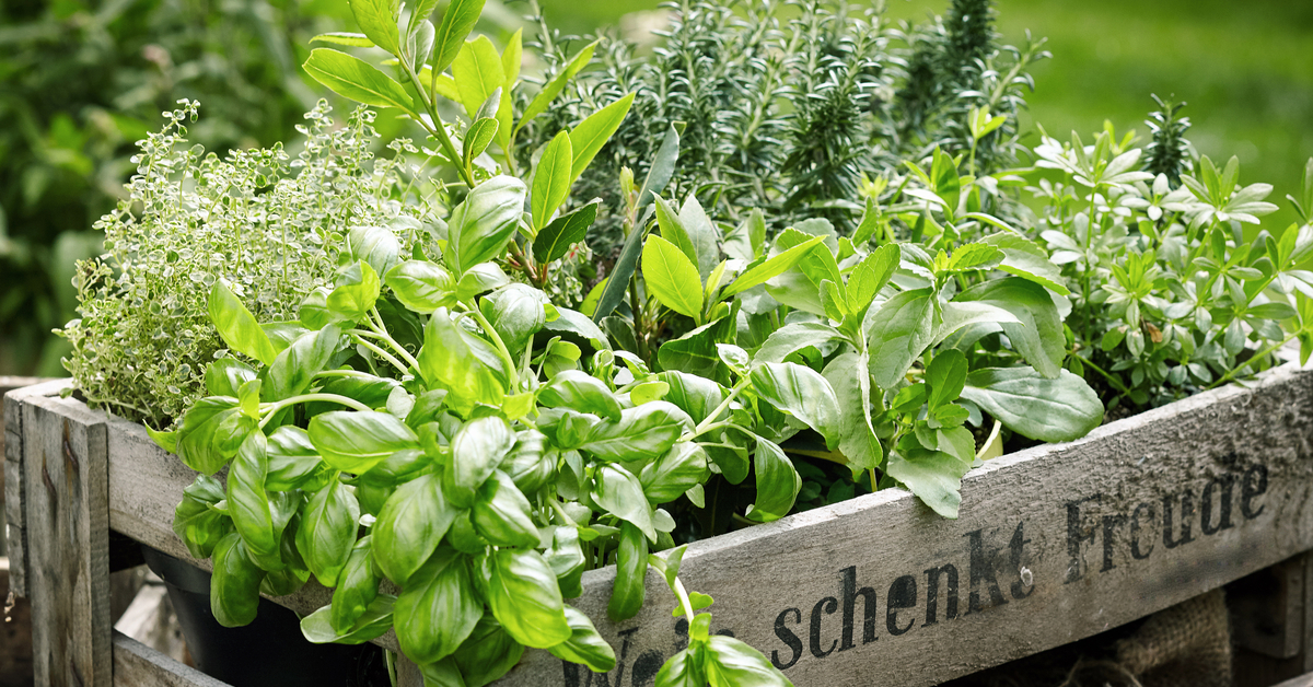 Comment couper les herbes aromatiques pour qu'elles repoussent ?