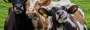Si les vaches ont un cerveau de plus en plus petit, c'est à cause de nous
