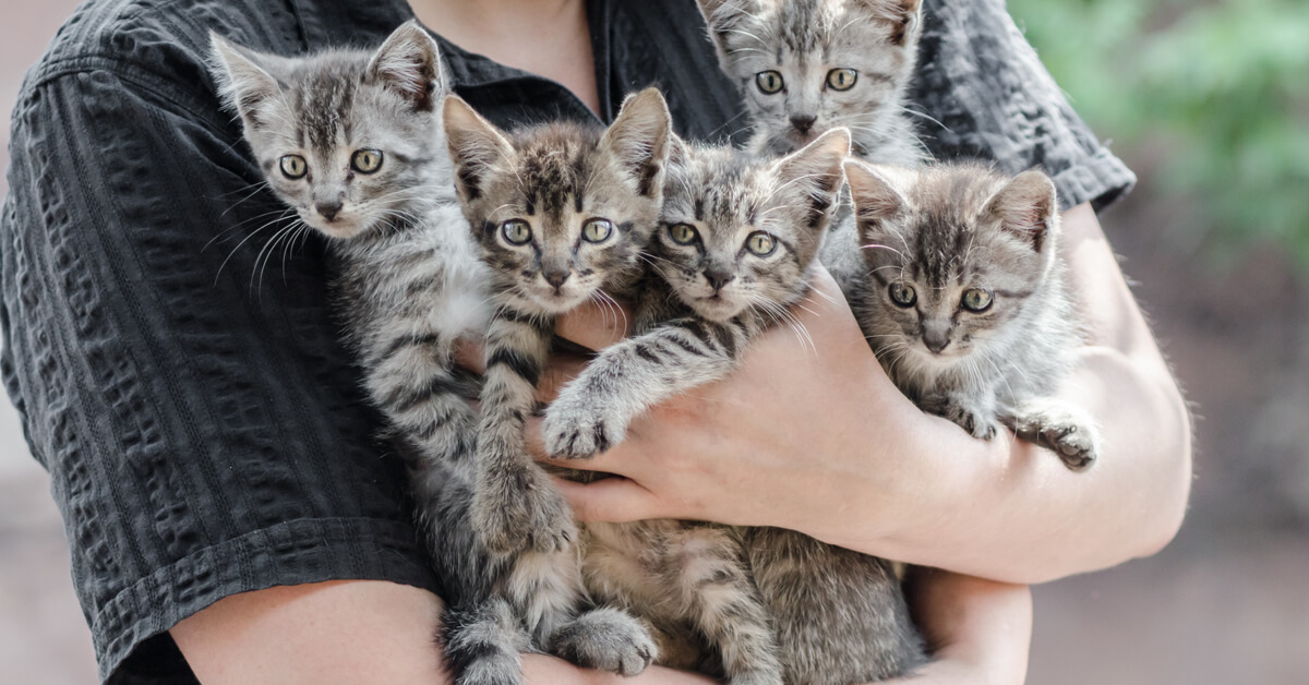 Urgence animaux : la SPA submergée par les abandons en forte hausse