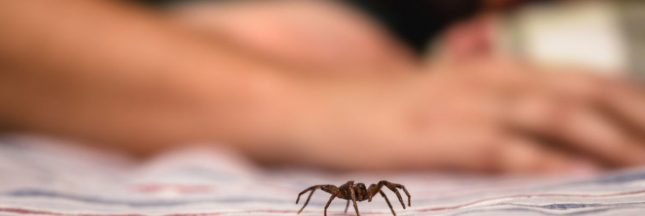 Faire fuir les araignées
