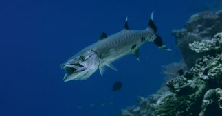 Réchauffement climatique : des espèces tropicales ravagent la Mer Méditerranée