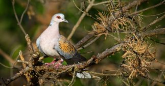 Tourterelle des bois : la chasse interdite durant un an Tourterelle des bois : la chasse interdite durant un an