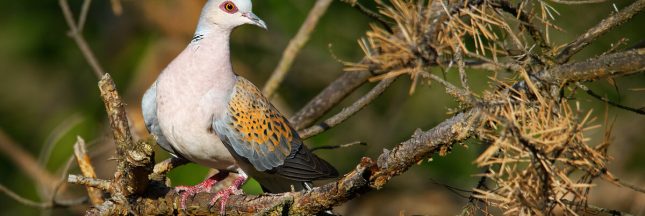 chasse tourterelle des bois