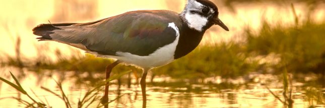 chasse traditionnelle oiseaux