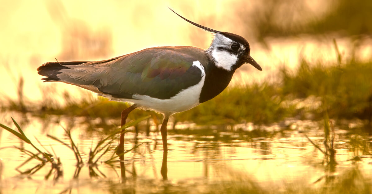 Chasse traditionnelle d'oiseaux : certaines pratiques désormais interdites Chasse traditionnelle d'oiseaux : certaines pratiques désormais interdites