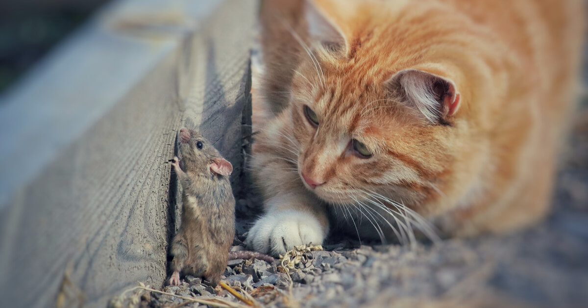 Comment nourrir son chat sans tuer un seul animal ?