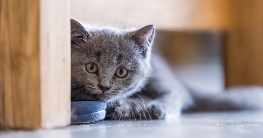 Trafic d’animaux : plus de 150 chats de race euthanasiés à Taïwan