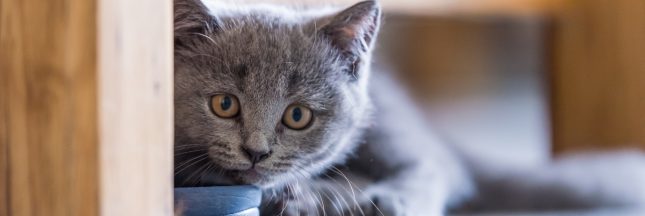 chat euthanasie Taïwan